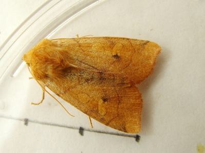 Angle-striped Sallow
